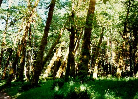 [Spruce Trail, Olympic National Park, Washington]