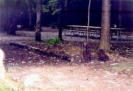 [Image: View of picnic area