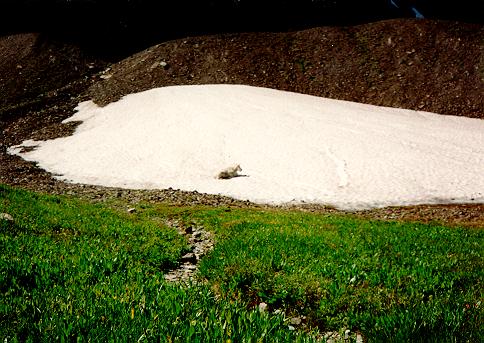 [Mountain goat, Glacier National Park, Montana]