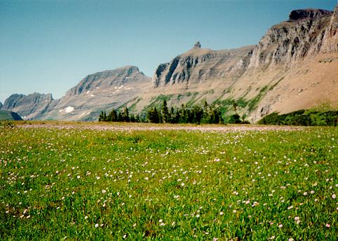 [Field above Logan's Pass, Glacier National Park, Montana]