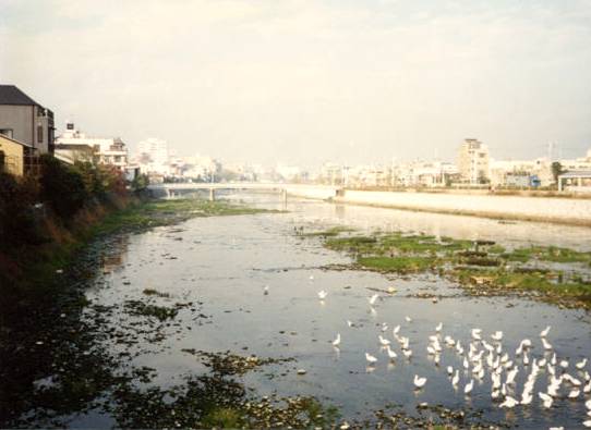 [Kamo River, from Shichijo-dori, Kyoto]