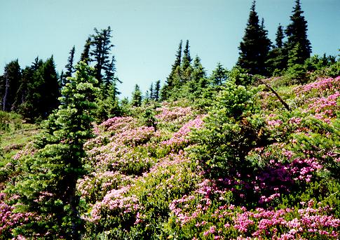 [Flora, Mount Rainier National Park, Washington]