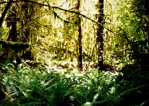 [Hoh Rainforest Trail, Olympic National Park, Washington]