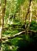 [Spruce Trail, Hoh Rainforest, ONP]