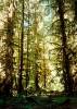 [Spruce Trail, Hoh Rainforest, ONP]