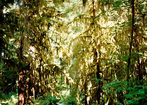 [Spruce Trail, Olympic National Park, Washington]